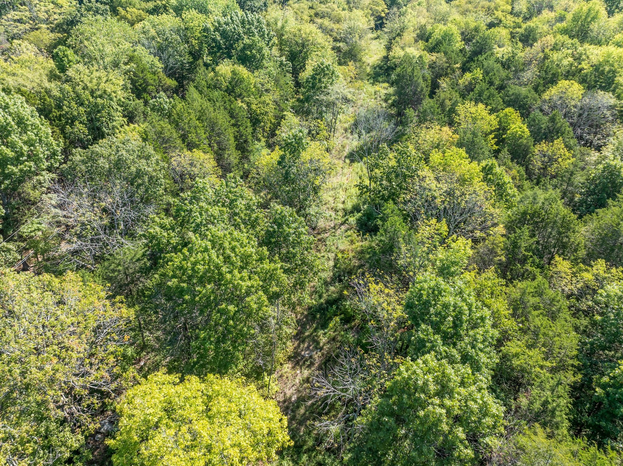 5882 Cane Ridge Road Antioch, TN 37013 - Photo 9 of 17 a view of a yard