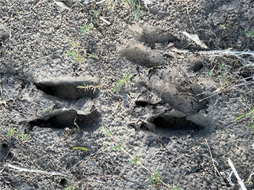 1 Fernando East Road Rio Hondo, TX 78583 - Photo 10 of 19 a view of a backyard of a house with a large tree