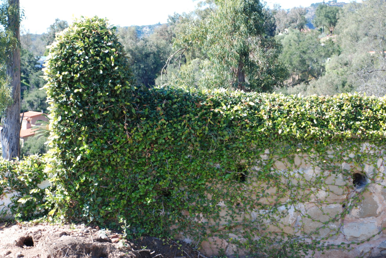 999 La Paz Road Montecito, CA 93108 - Photo 7 of 8 a picture of trees