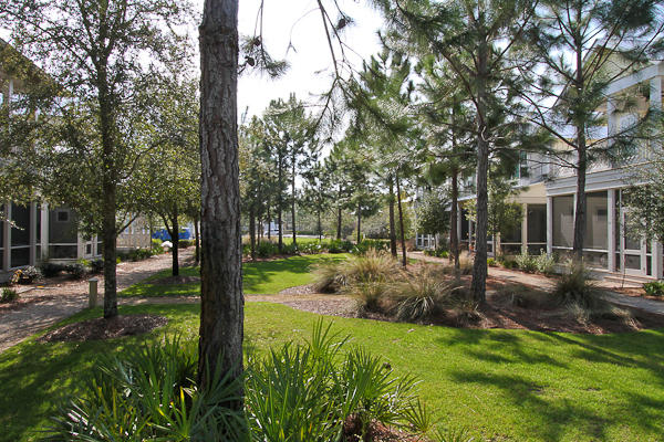 17 Red Basil Drive Santa Rosa Beach, FL 32459 - Photo 2 of 20 a view of backyard with tree