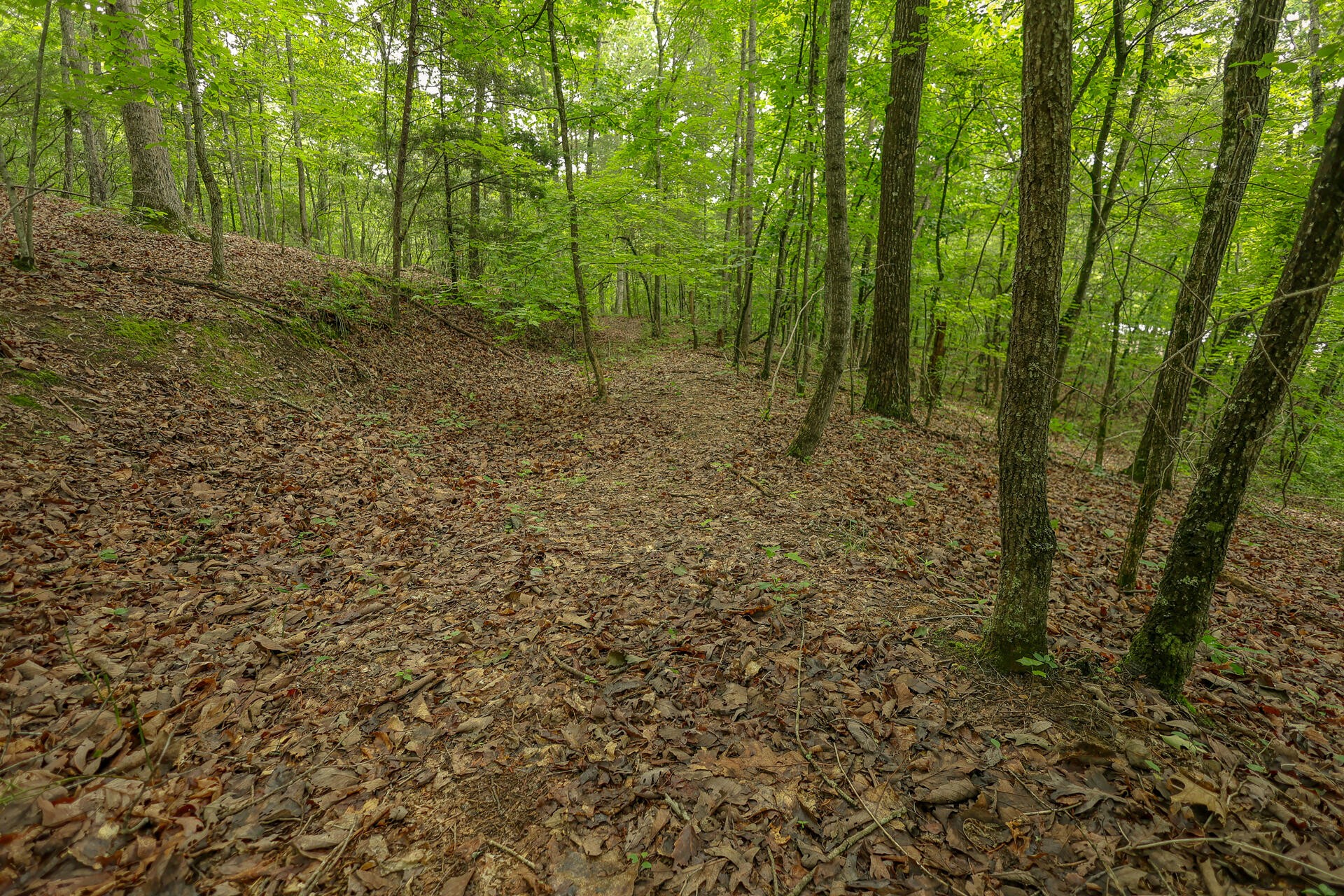 0 Proffitt Hill Lane Decatur, TN 37322 - Photo 6 of 45 Gallery Image 6
