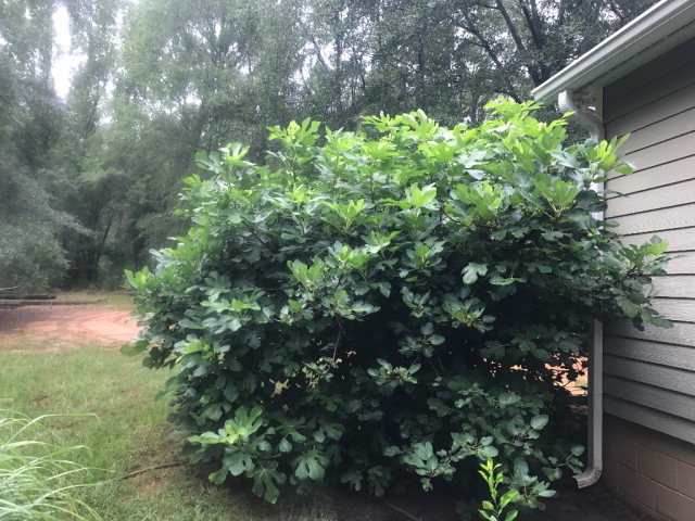 818 Forsling Road Reynolds, GA 31076 - Photo 21 of 35 a plant view