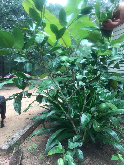 818 Forsling Road Reynolds, GA 31076 - Photo 23 of 35 a backyard of a tree