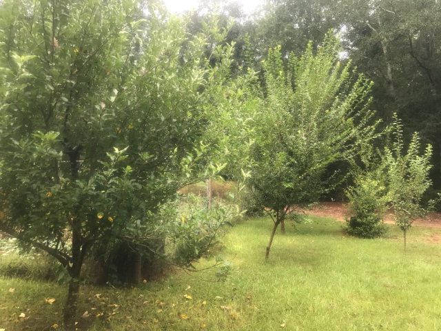 818 Forsling Road Reynolds, GA 31076 - Photo 33 of 35 a view of a yard with a tree