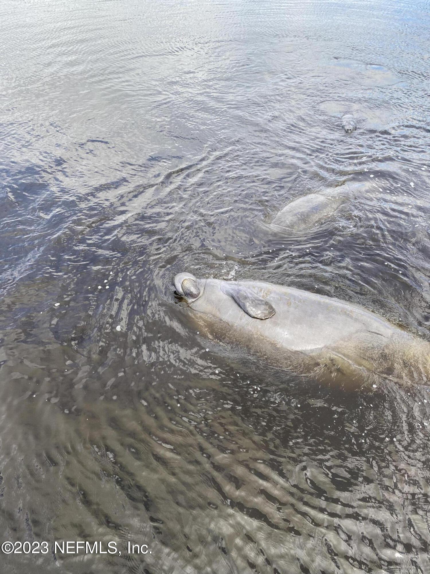 634 Bay Ridge Road Jacksonville, FL 32216 - Photo 27 of 27 Manatee swimming by the dock