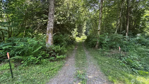 a view of a lush green forest