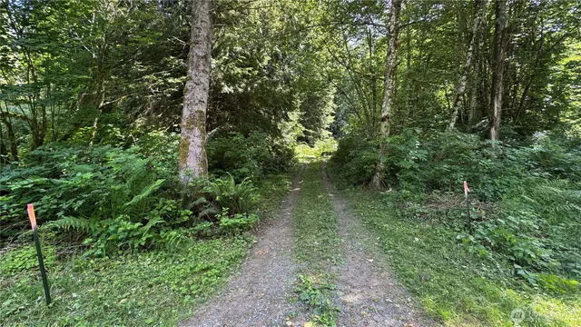 a view of a lush green forest