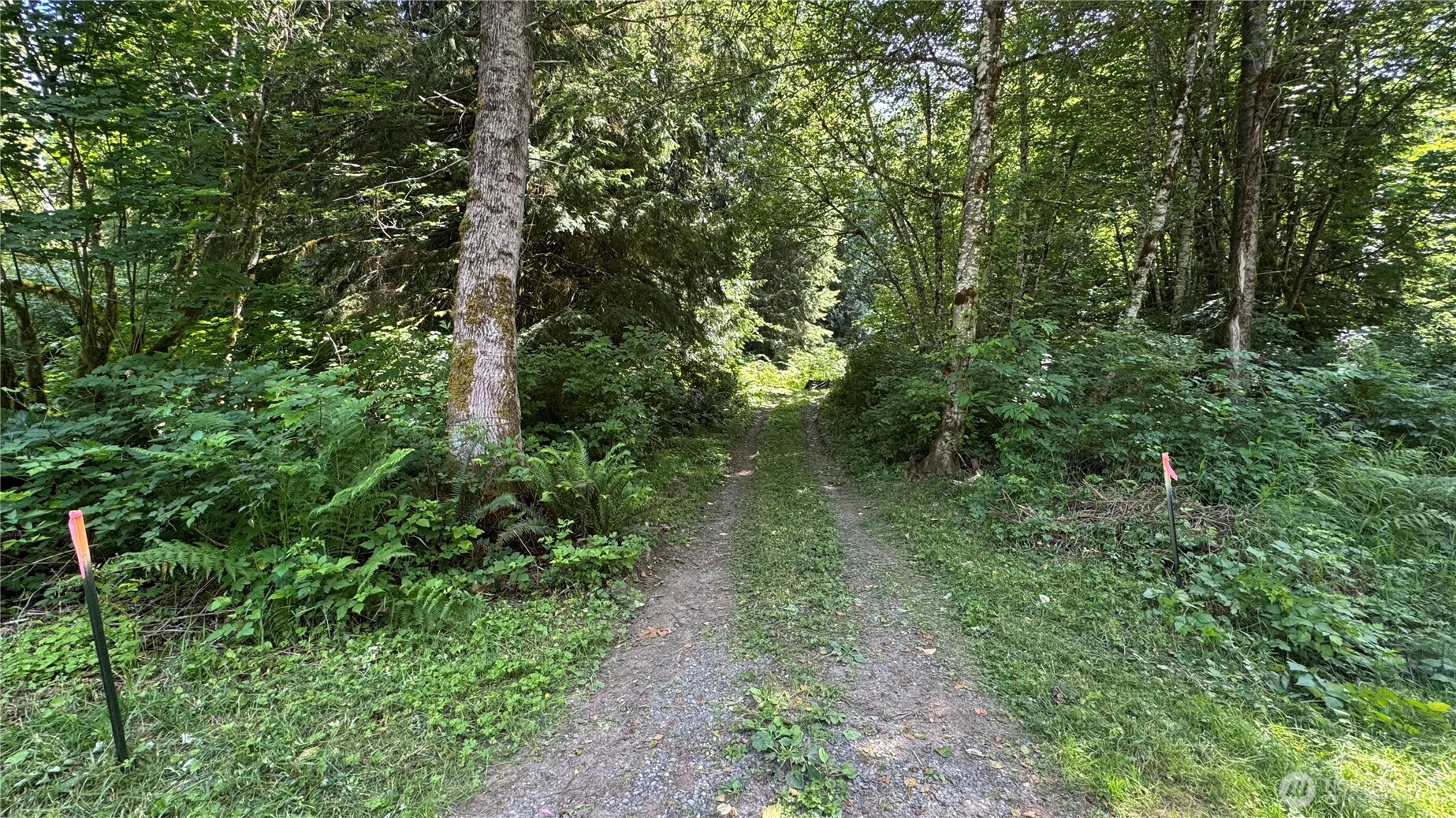 a view of a lush green forest