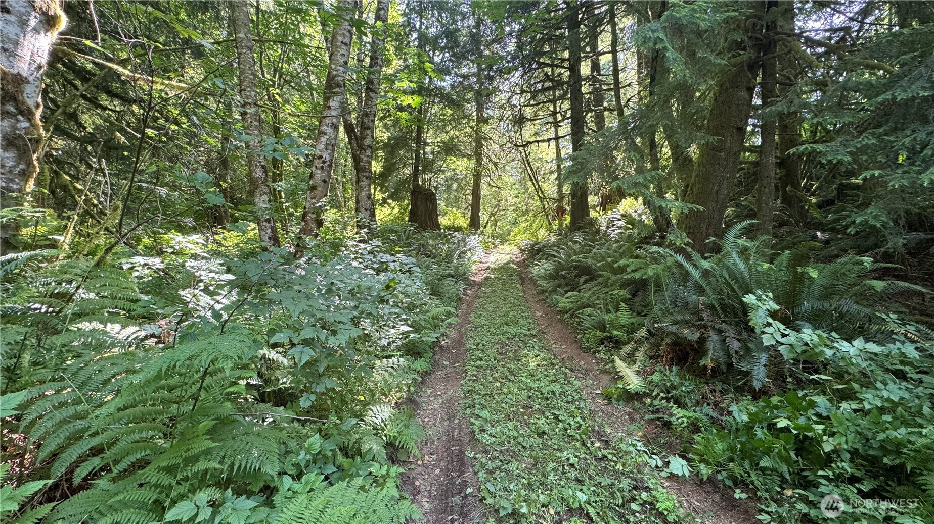 44701 Southeast Edgewick Road North Bend, WA 98045 - Photo 6 of 9 a view of a lush green forest