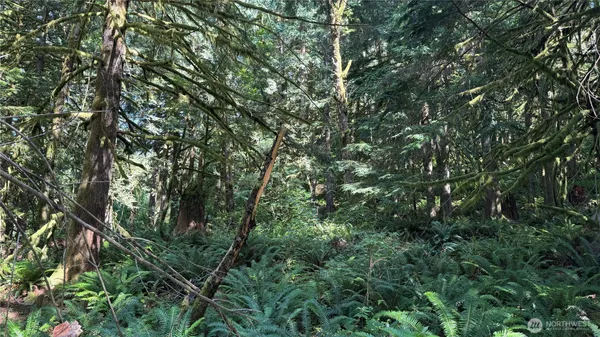 a view of a lush green forest