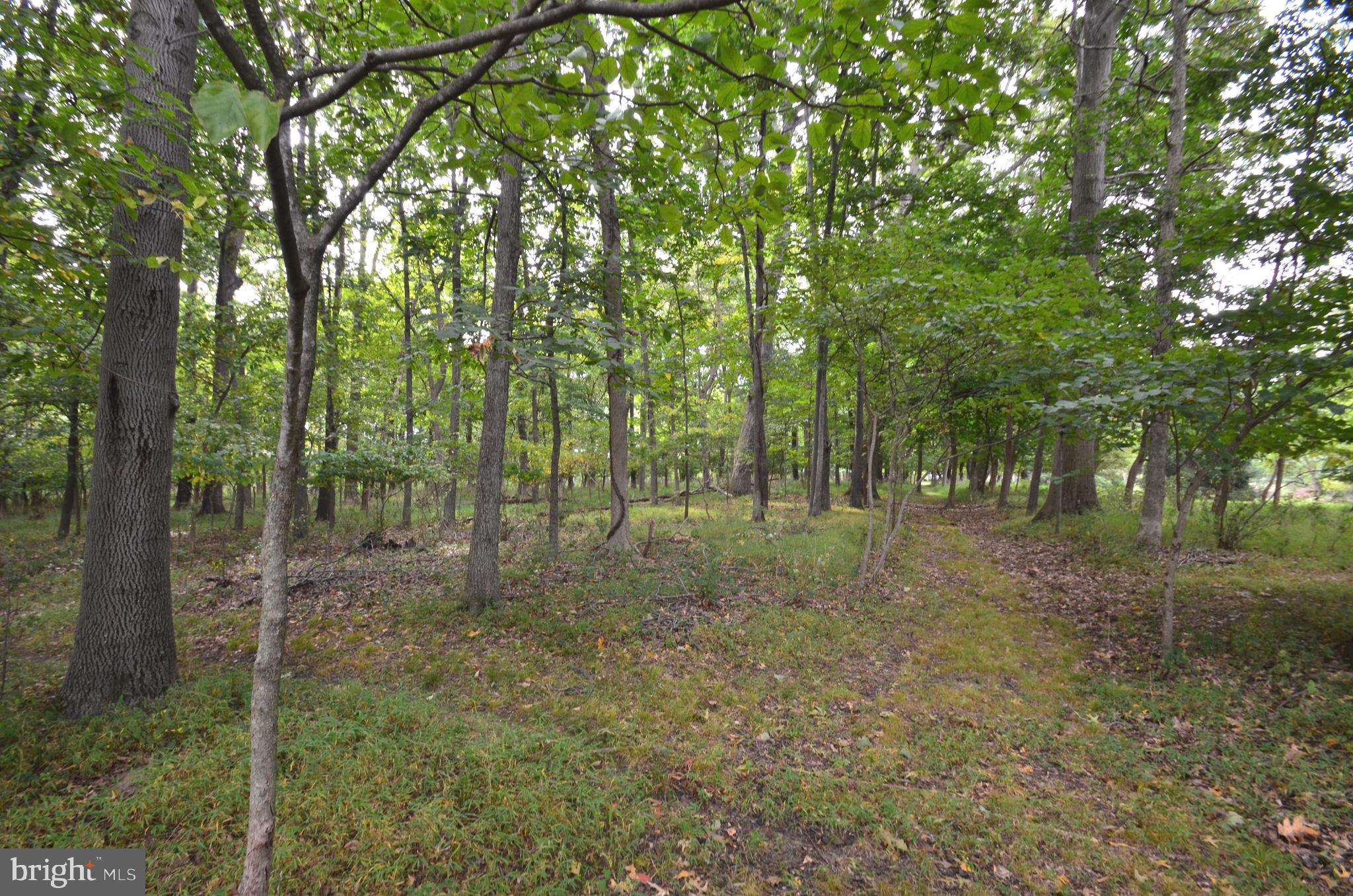 Bolyn Road Purcellville, VA 20132 - Photo 5 of 15 Back of lot, wooded
