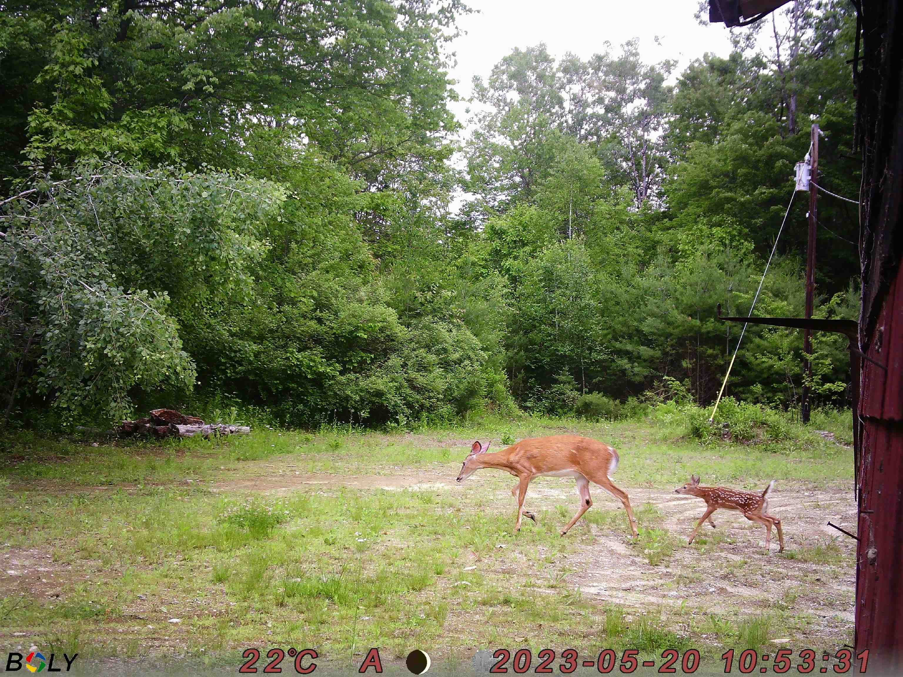 387 Old Bennington Road Greenfield, NH 03047 - Photo 33 of 40 Gallery Image 33