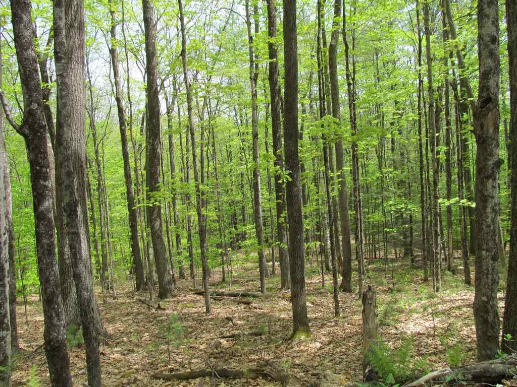 3 Judkin Road Claremont, NH 03743 - Photo 23 of 25 Gallery Image 23