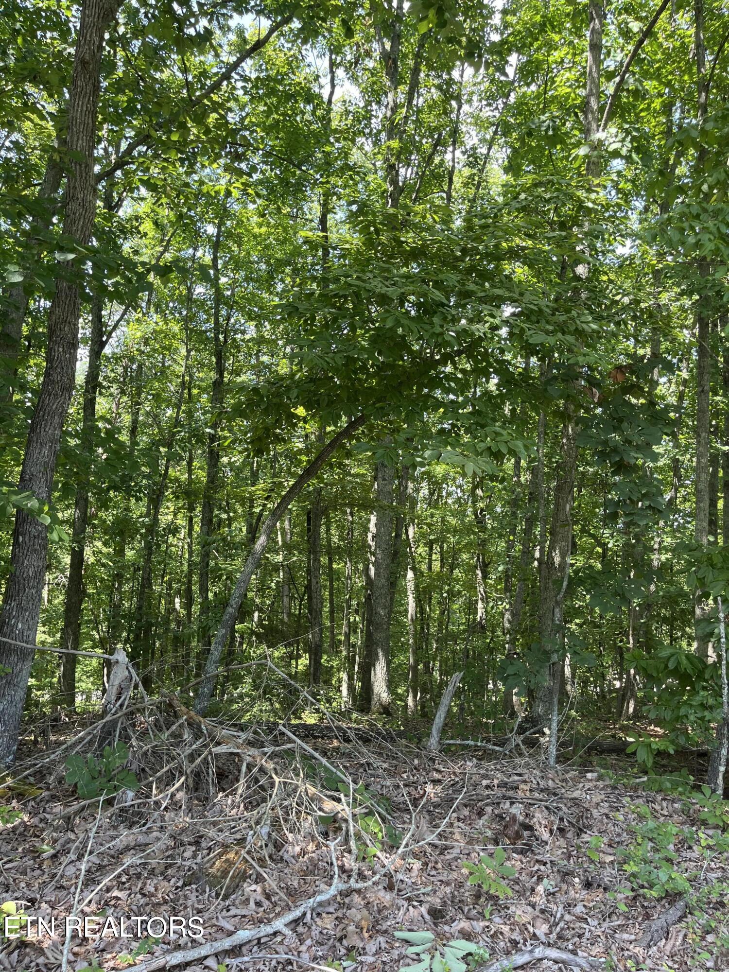 0 Euchee Chapel Road Spring City, TN 37381 - Photo 5 of 6 IMG_4880