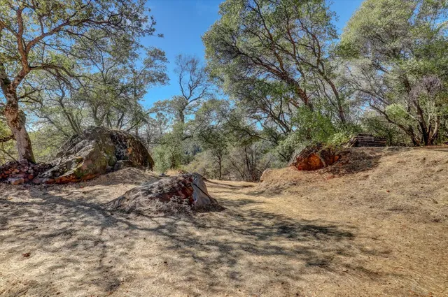 a view of a yard with a tree