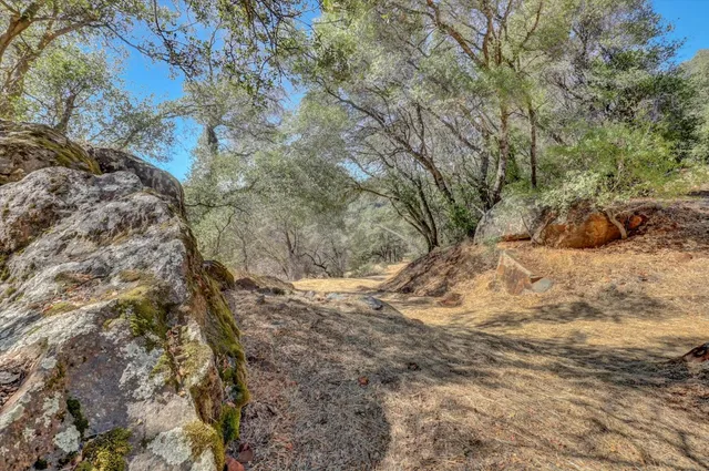 a view of a dry yard with trees