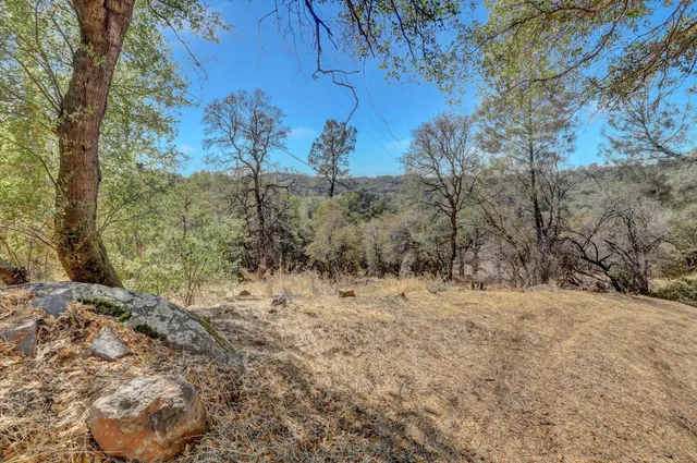 a view of a backyard with plants and trees