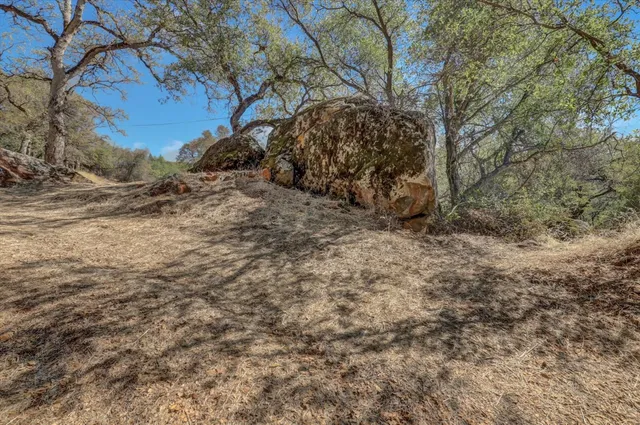 a view of a yard with plants and trees