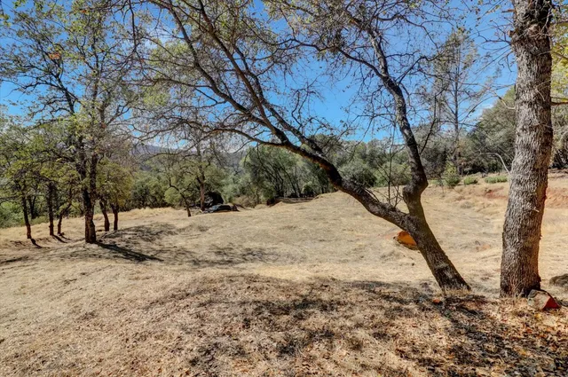 a view of a yard with a tree