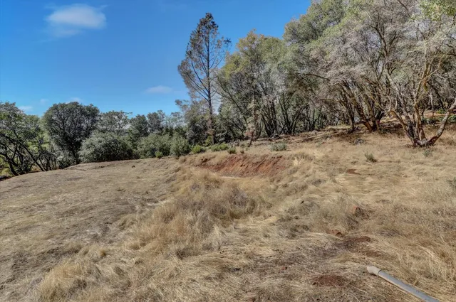 a view of a yard with a tree
