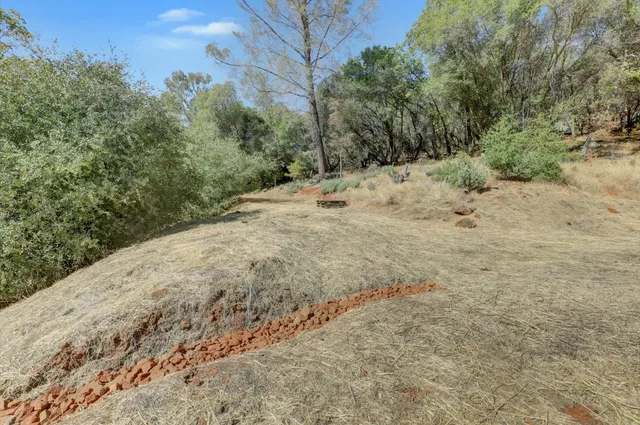 a view of a forest with large trees