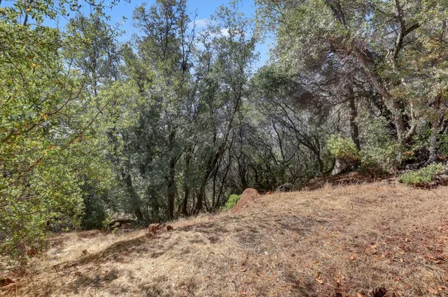 a view of a yard with a tree