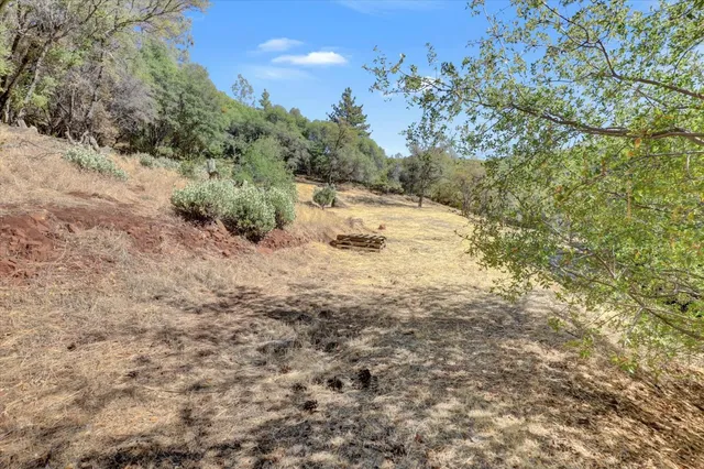a view of a forest with trees