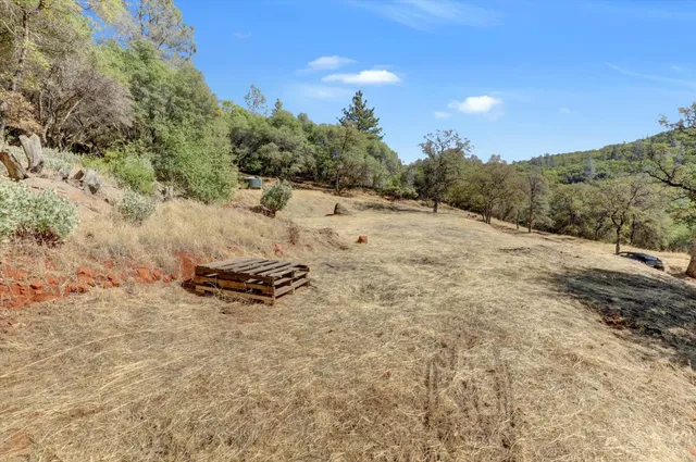 a view of a yard with plants and trees
