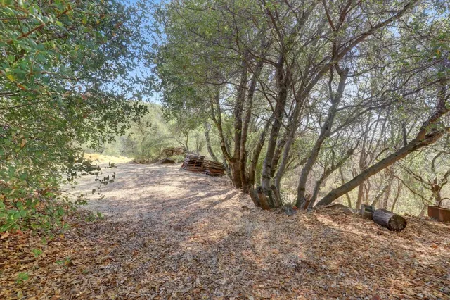 a view of a forest with trees in the background