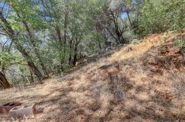 a view of a forest with trees in the background