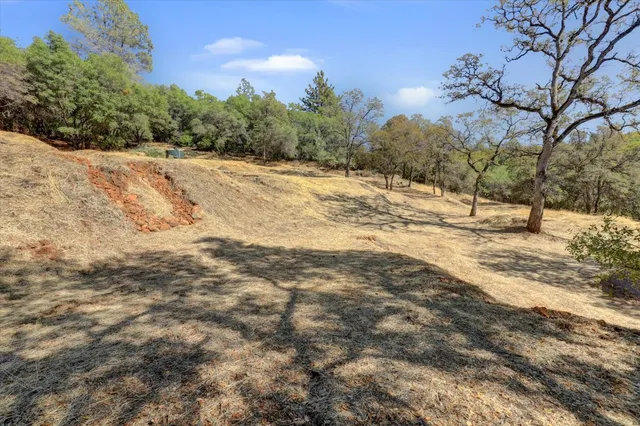 a view of a forest with trees in the background