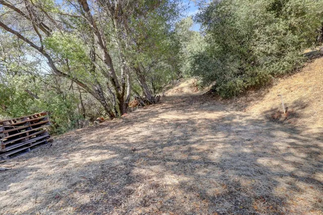 a view of a forest with trees in the background