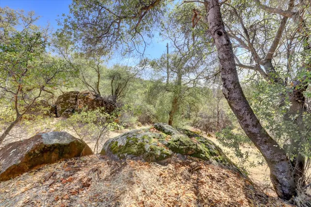 a view of a dry yard with trees