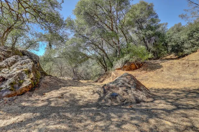 a view of a yard with a tree