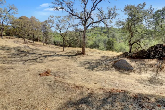 a view of a yard with large trees