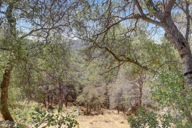 a view of a yard with a tree