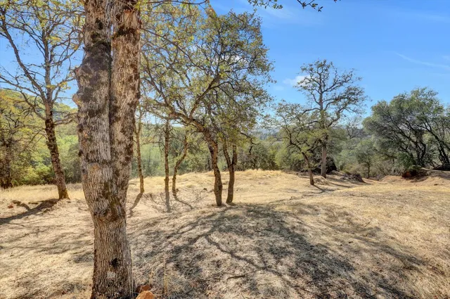 a view of a yard with large tree