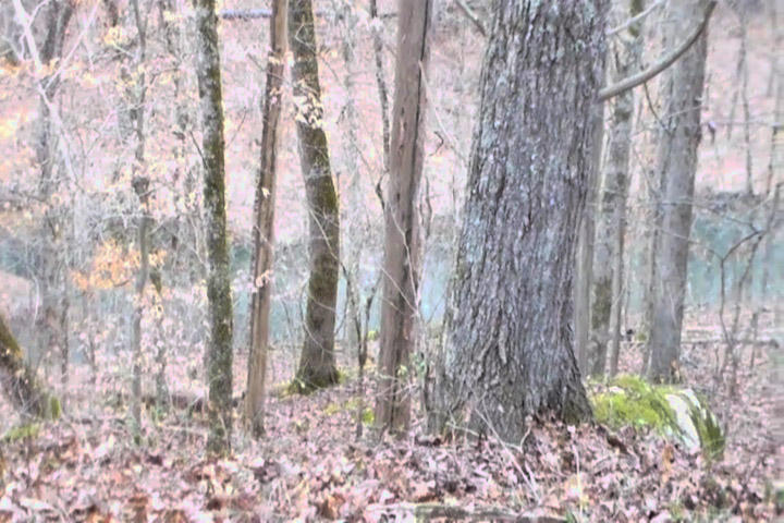 1966 Hickory Valley Road Maynardville, TN 37807 - Photo 13 of 13 1966 Hickory Valley Rd 2
