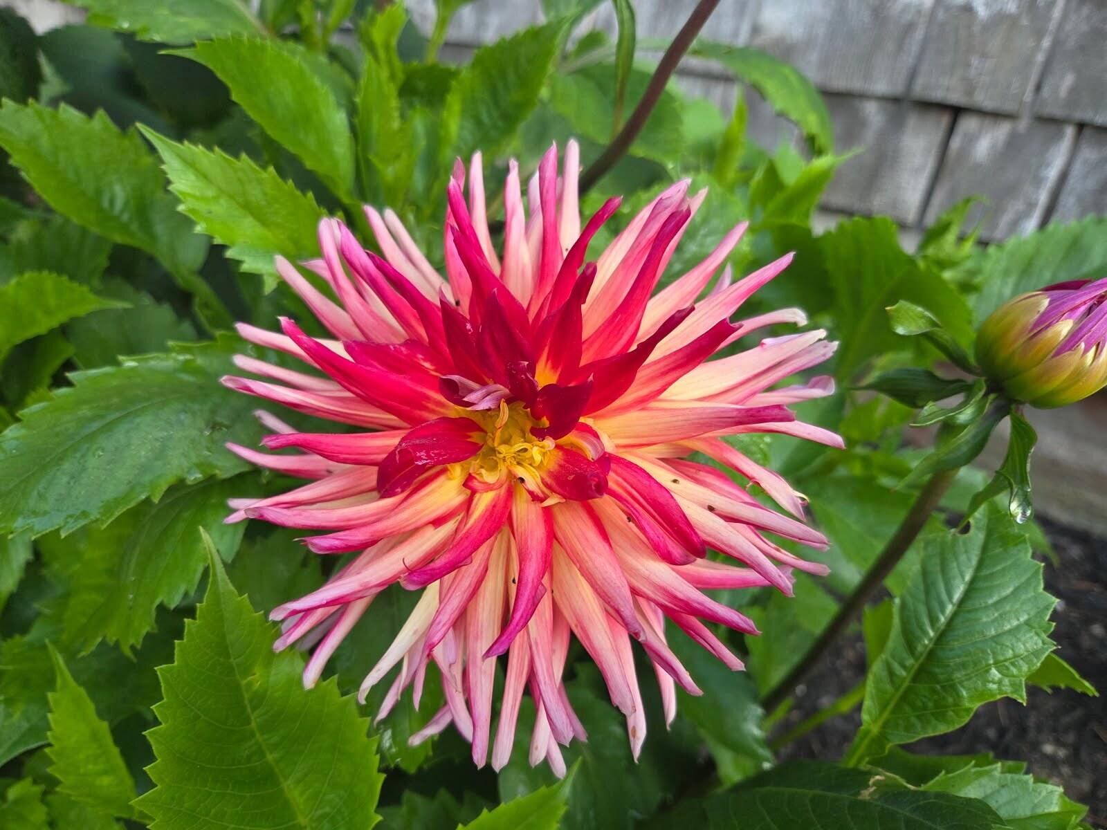 450 Carroll Road Warren, ME 04864 - Photo 50 of 51 JPEG image-A812B6E18B01-1