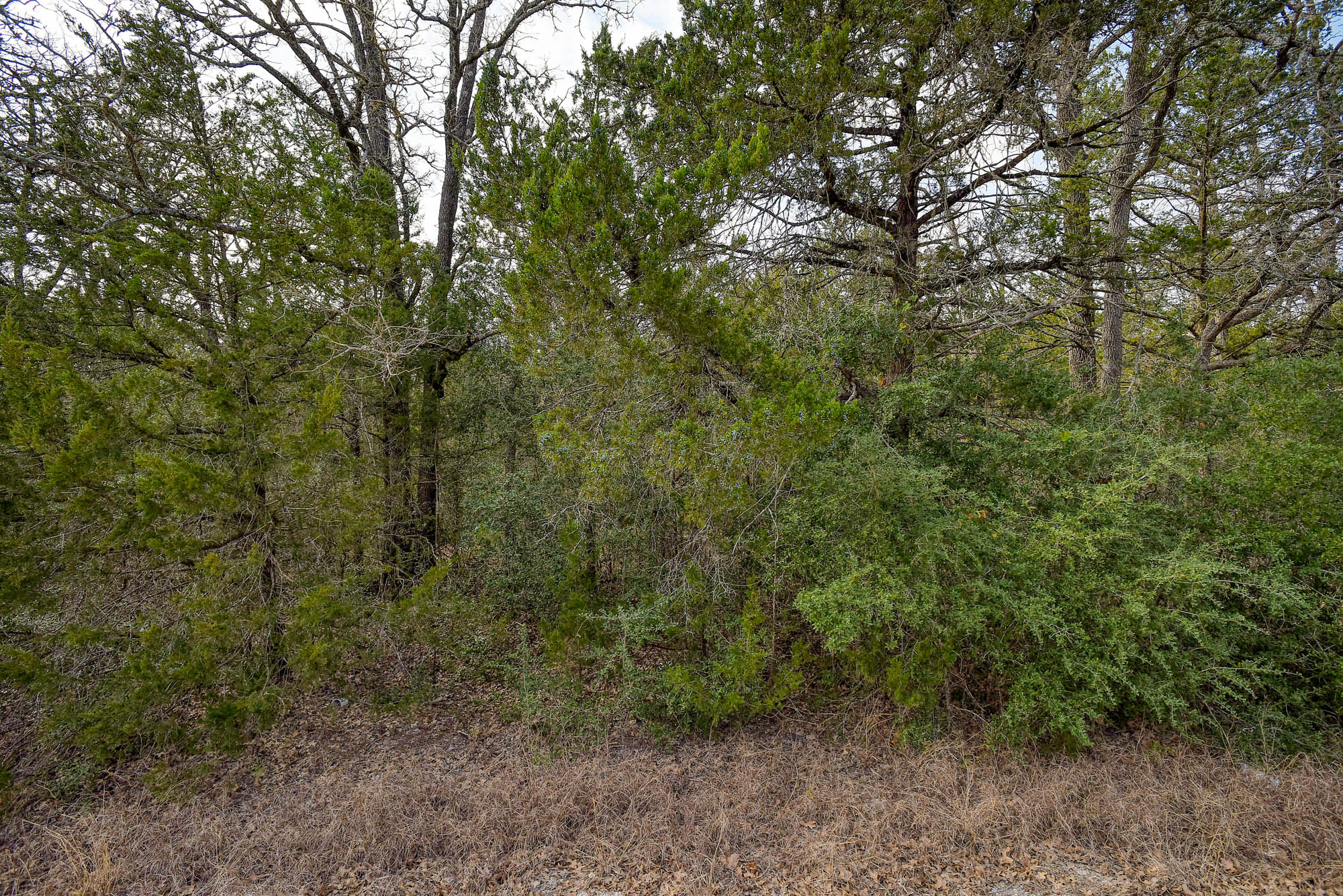 a view of a forest with a tree