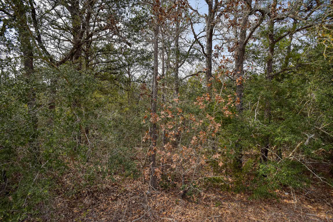0 Short Street Bastrop, TX 78602 - Photo 2 of 19 a view of a yard with a tree