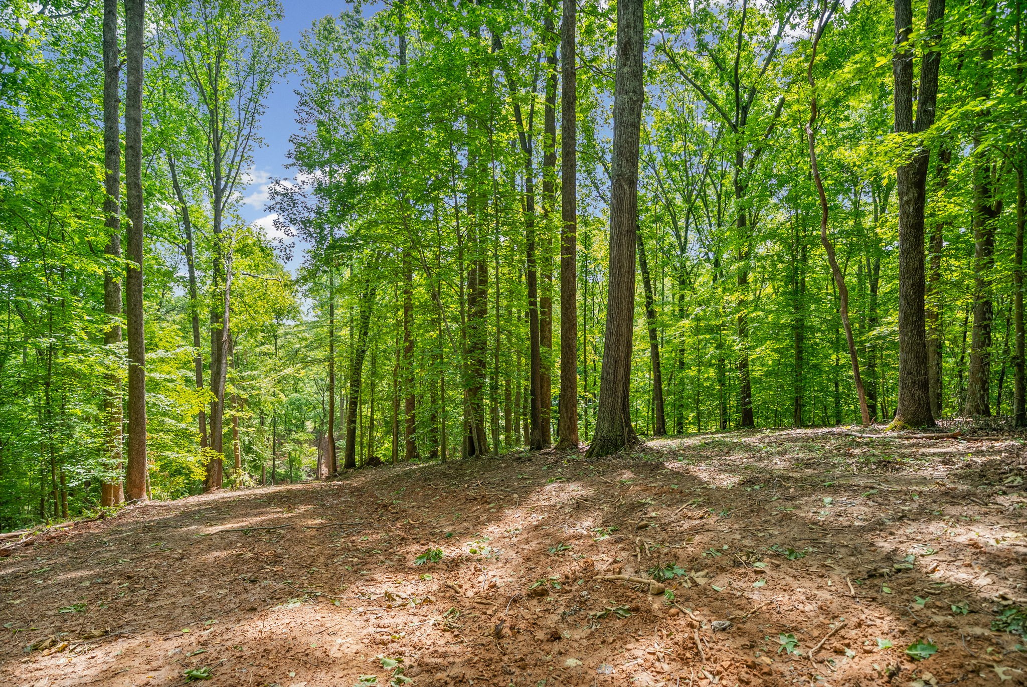1 Budds Creek Road Palmyra, TN 37142 - Photo 41 of 76 a view of a yard with large trees