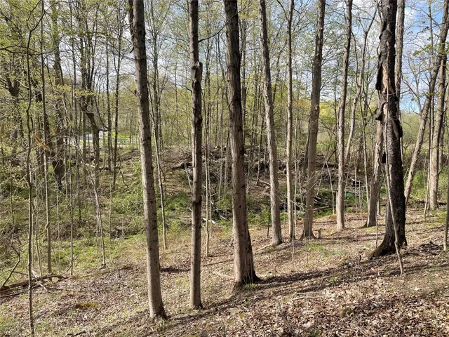 a view of a forest view