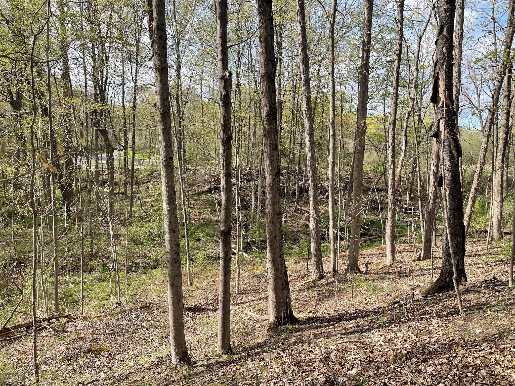 24 Beck Road Poughkeepsie, NY 12601 - Photo 8 of 9 a view of a forest view