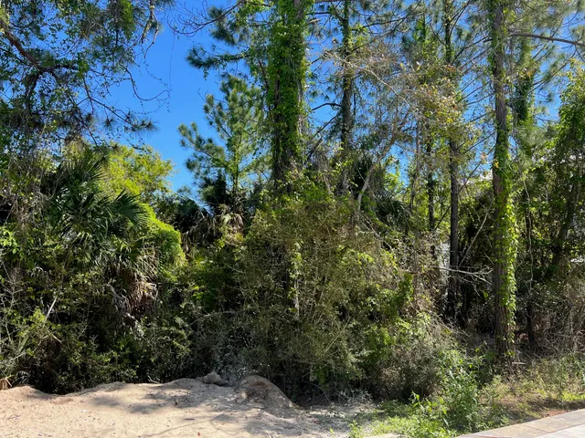 a view of a yard with plants and large trees