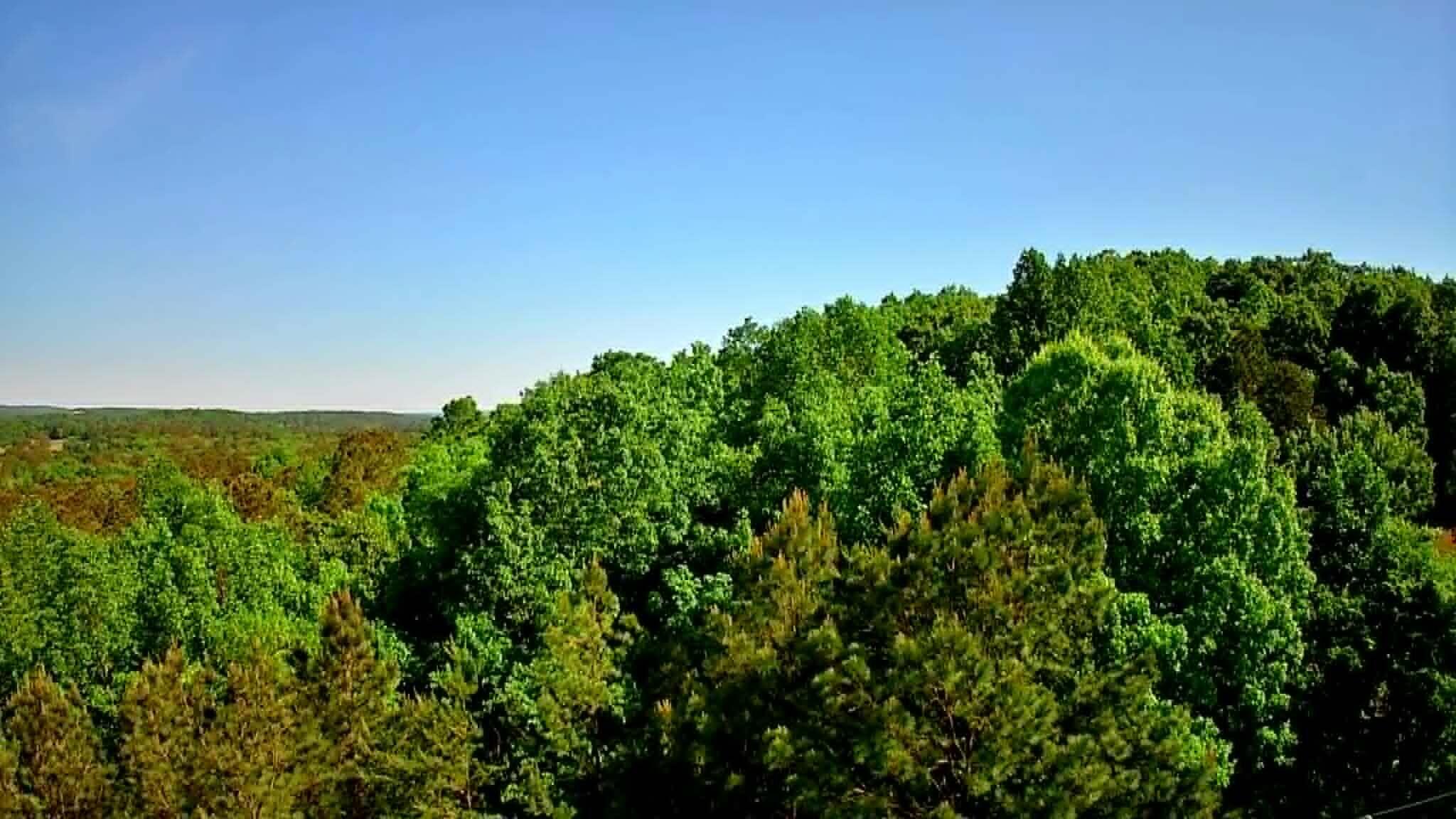 302 Timberland Trail Ringgold, GA 30736 - Photo 28 of 29 d62bdfb4-8003-40f2-bb2c-808261738dba