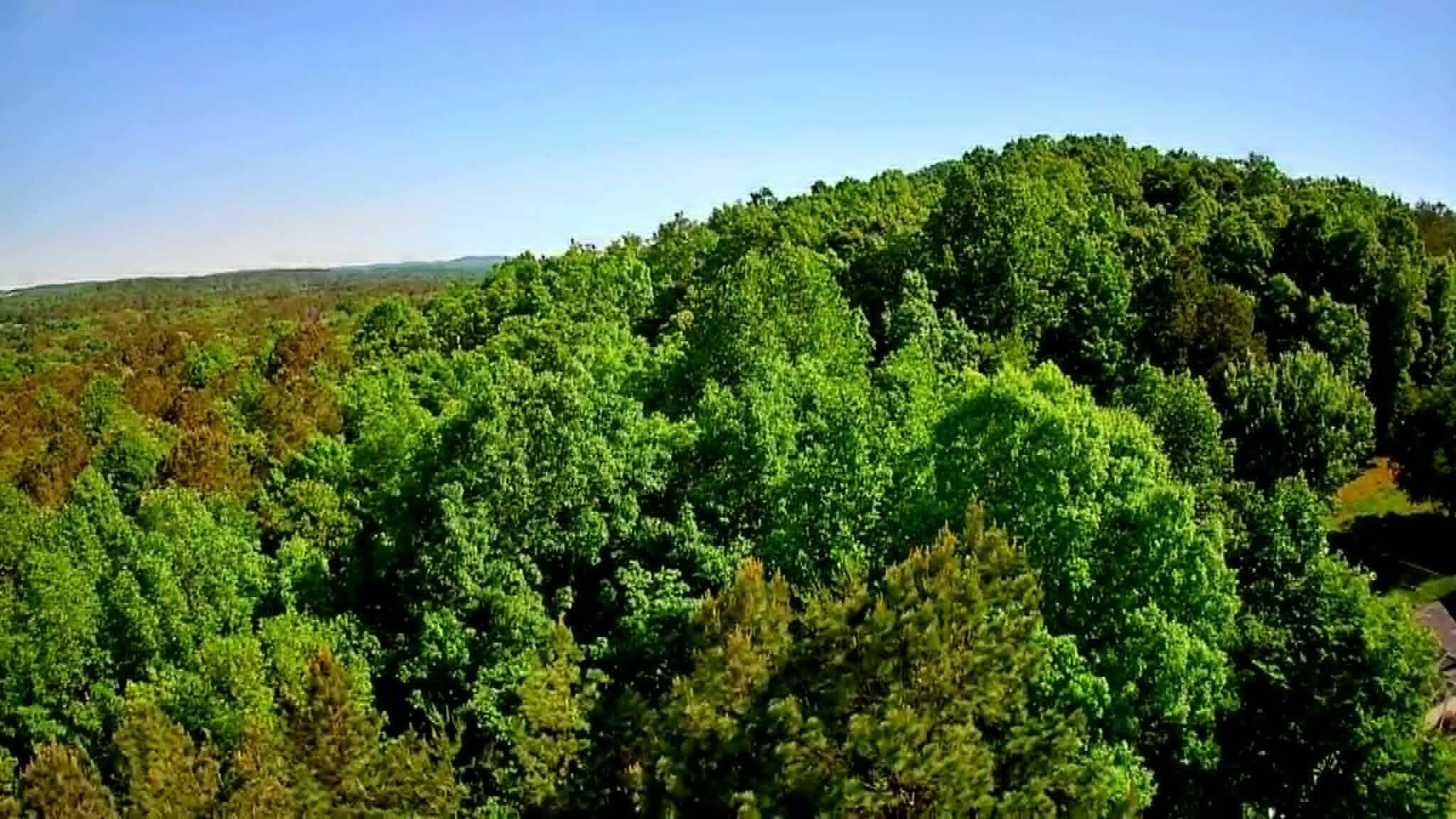 302 Timberland Trail Ringgold, GA 30736 - Photo 3 of 29 13e695e1-3b3b-4359-aafc-88e44df3fc3c