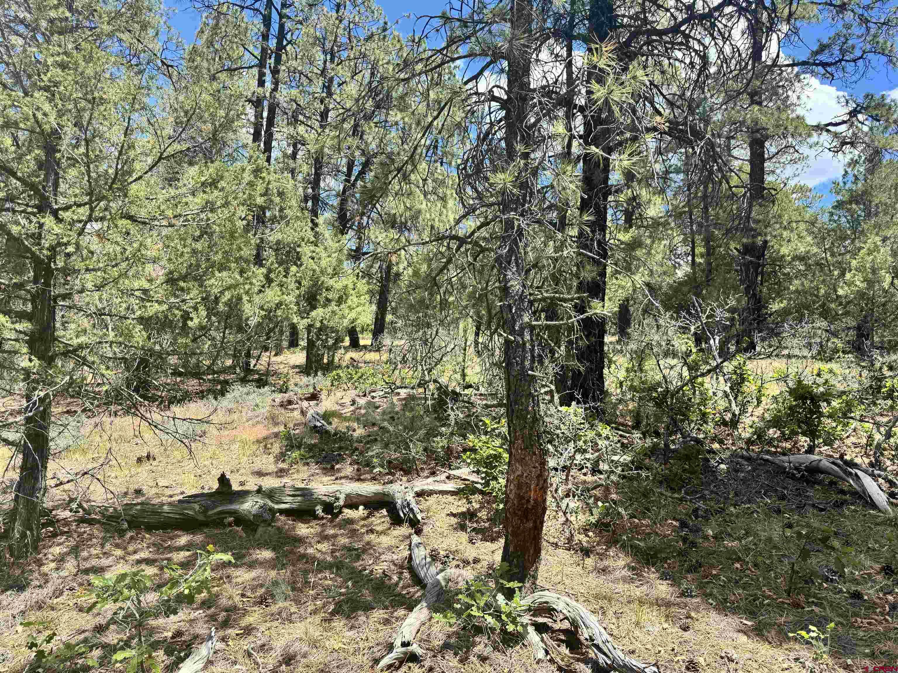 1259 Westview Road Pagosa Springs, CO 81147 - Photo 28 of 29