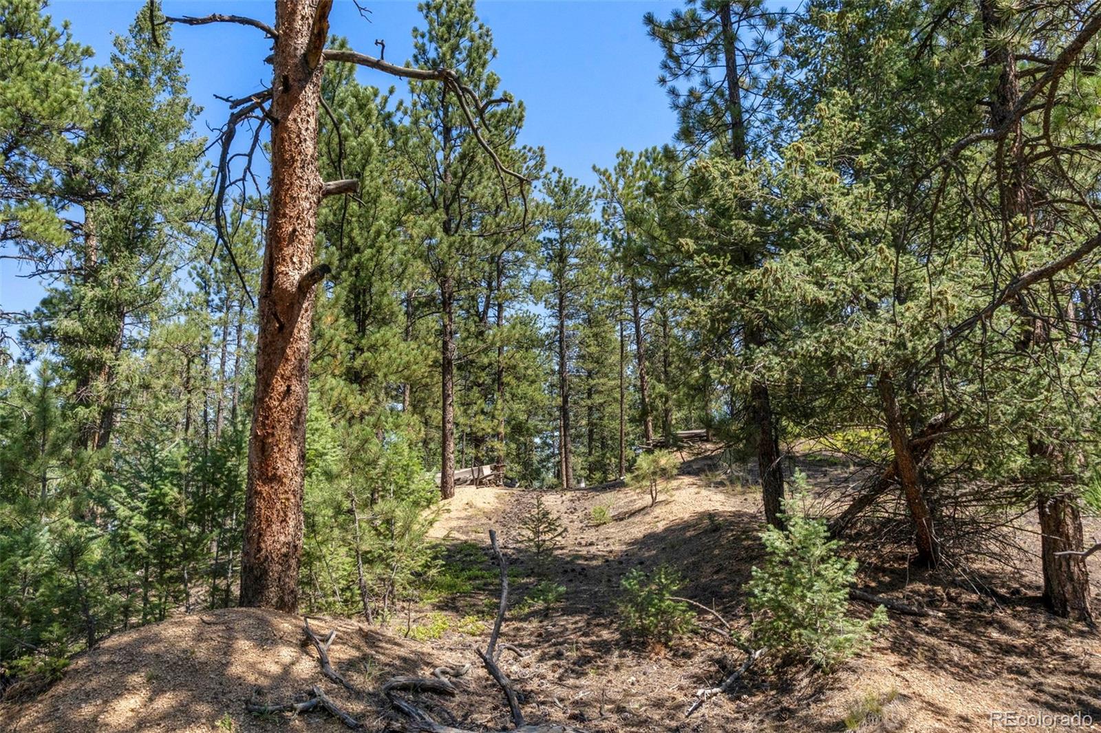 12511 West Tina Lane Sedalia, CO 80135 - Photo 15 of 22 a view of outdoor space and trees
