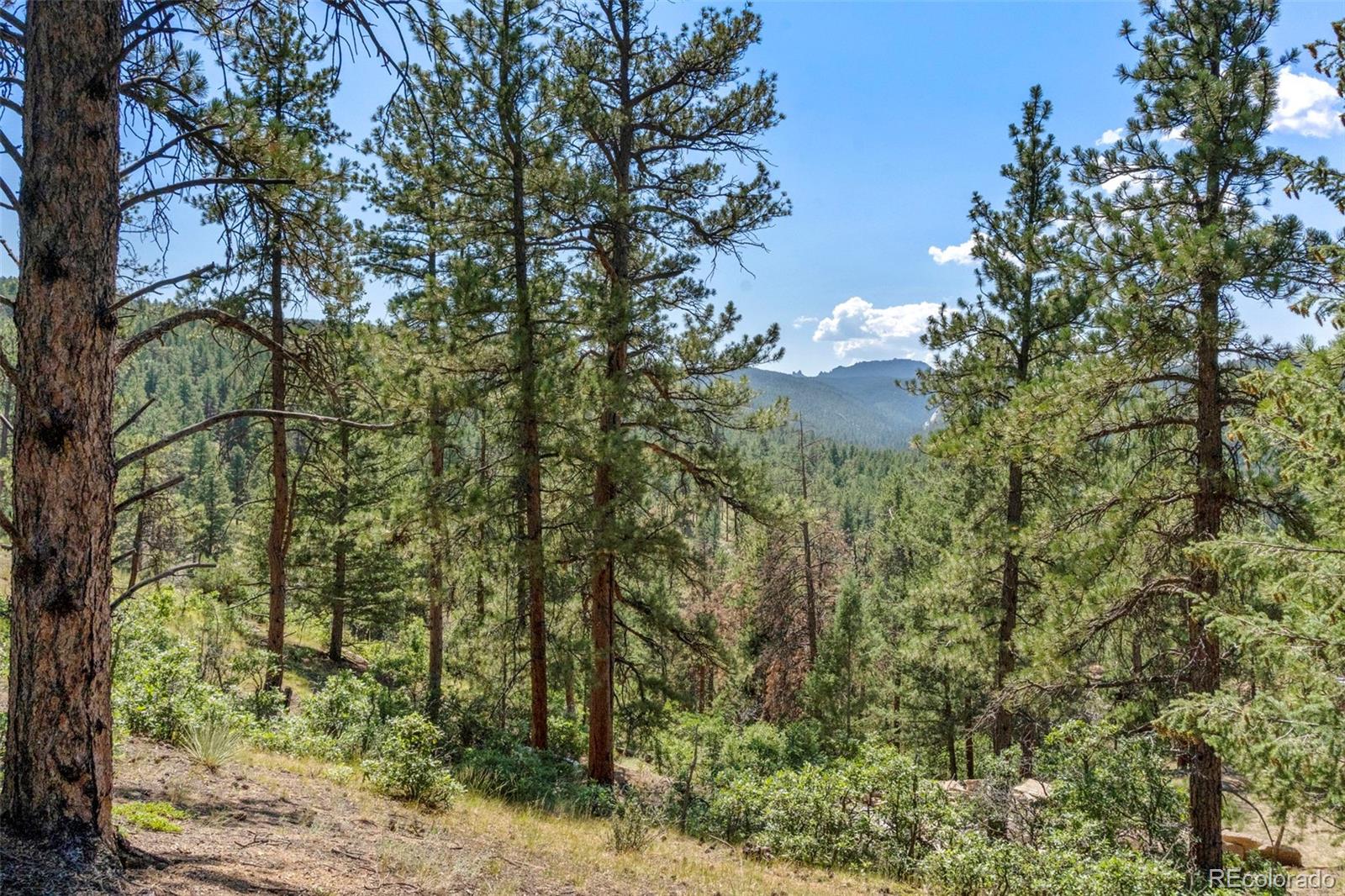 12511 West Tina Lane Sedalia, CO 80135 - Photo 16 of 22 a view of a yard
